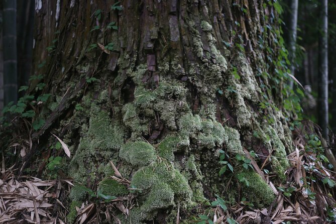 Home Experience: Tea Ceremony & Moss Garden Walk(Day trip) - Matcha in the garden or tatami room