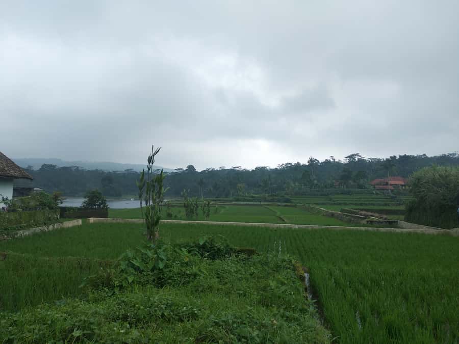 Jakarta :Volcano, HotSpring, Tea Factory, RiceField, &Coffee - Key points to know before you book
