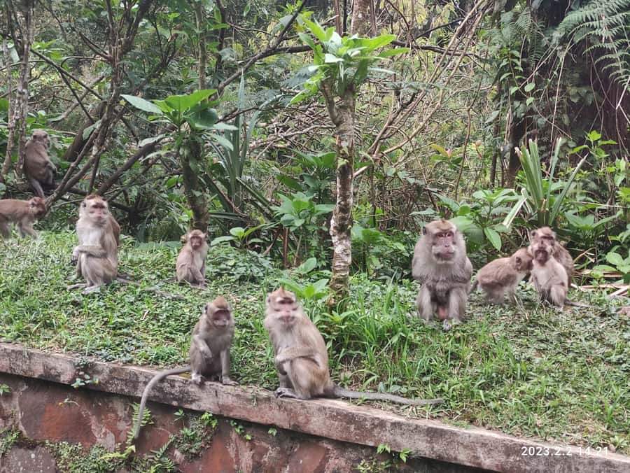 Jakarta :Volcano, HotSpring, Tea Factory, RiceField, &Coffee - Lunch in Lembang, with your own choice of meal