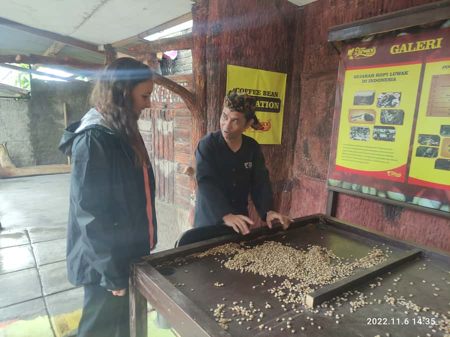 Jakarta :Volcano, HotSpring, Tea Factory, RiceField, &Coffee - A closer look at luwak coffee in Cikole