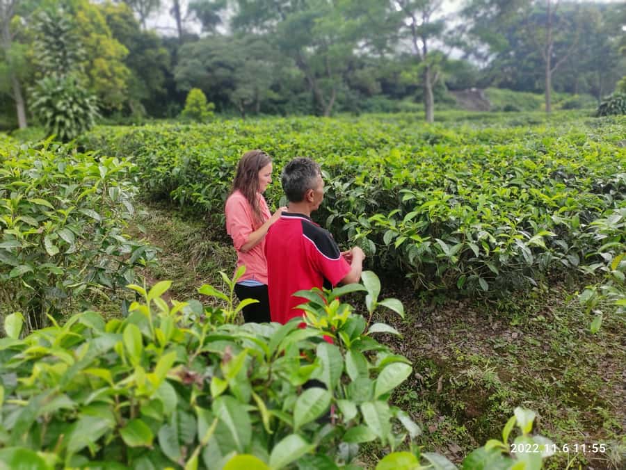 Jakarta :Volcano, HotSpring, Tea Factory, RiceField, &Coffee - Inside the Ciater tea factory