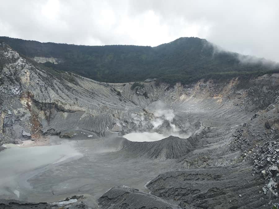 Jakarta :Volcano, HotSpring, Tea Factory, RiceField, &Coffee - Pineapples, rice fields, and the road into Subang