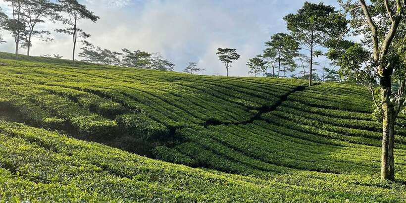 Jakarta: Volcano, Tea/Rice Fields, Hot Spring, Local Food - Tea plants on the mountain road