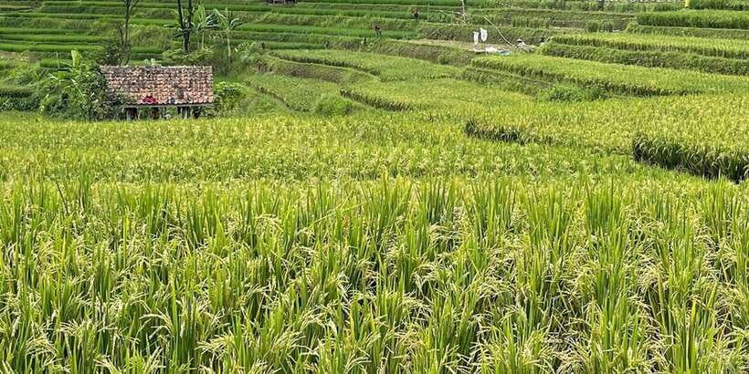 Jakarta: Volcano, Tea/Rice Fields, Hot Spring, Local Food - Tropical fruit in Subang
