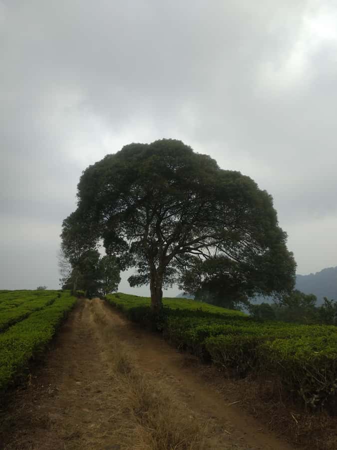 Jakarta: Waterfalls, Volcano, White Crater, Tea, Hot Spring - Tea plantations offer the calmest views