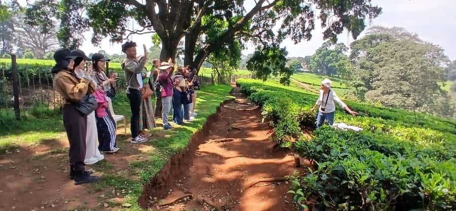 Kaimbethu tea farm tour and lunch package - What the six to seven hours really include