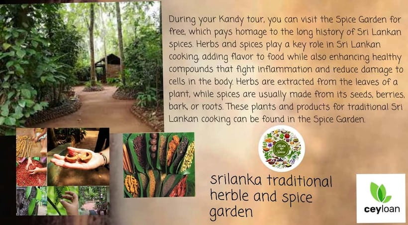 Kandy: City Tour with Temple of the Tooth & Tea Garden - How Harsha shapes the experience