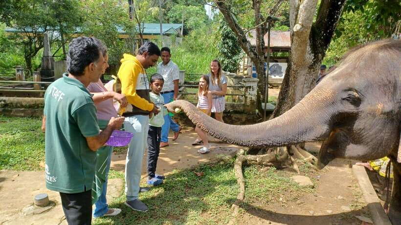 Kandy & Pinnawala & Tea Factory Full Day Tour From Negombo - What this Negombo to Kandy day is really like