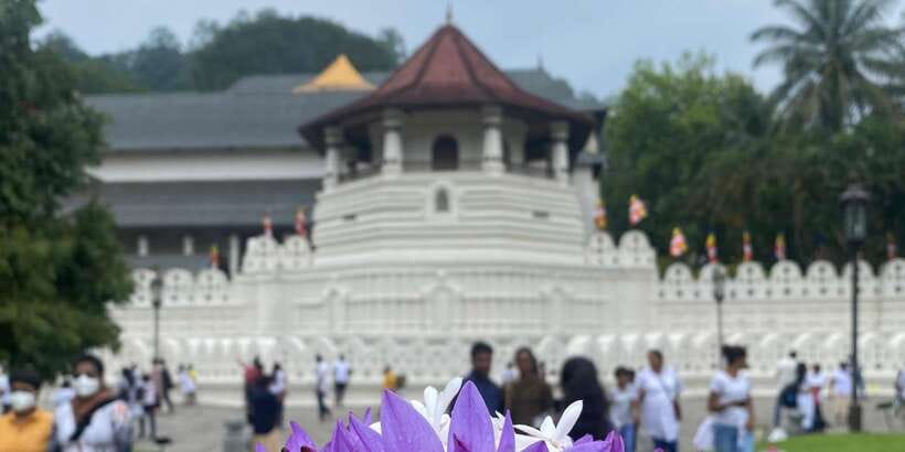Kandy privet day tour with pinnawala and Tea plantation - A short stop at Susantha Spice and Herbal Garden
