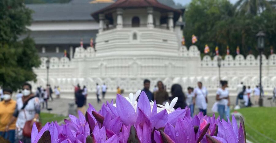 Kandy privet day tour with pinnawala and Tea plantation - Walking through Peradeniya Royal Botanic Gardens