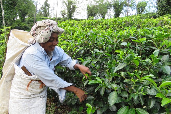 Kandy to Nuwara Eliya Day Trip – Little England & Tea Country - Leaving Kandy for Sri Lanka’s high country