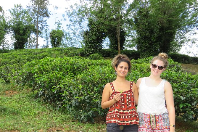 Kandy to Nuwara Eliya Day Trip – Little England & Tea Country - Bluefield Tea Gardens and the working tea country