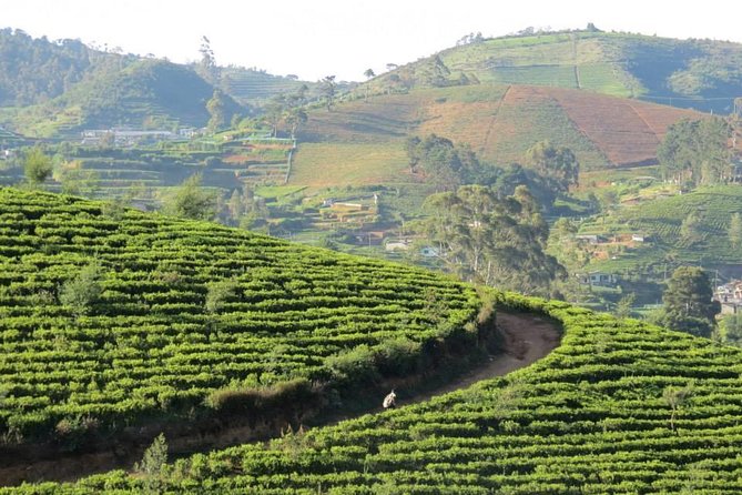 Kandy to Nuwara Eliya Day Trip – Little England & Tea Country - How the private guide changes the day