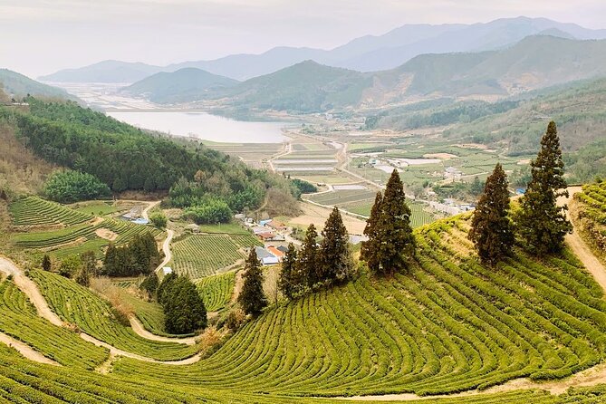 Korean Green Tea Tour - from Boseong to Gangjin (Private) - Why Boseong and Gangjin belong in the same day