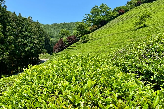 Korean Green Tea Tour - from Boseong to Gangjin (Private) - Nokcha-ro and the Choroknip tea farm