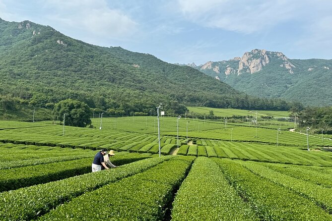 Korean Green Tea Tour - from Boseong to Gangjin (Private) - Baegun Tea House and the old rice cake tea tradition