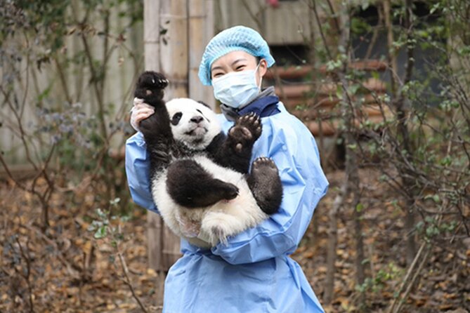 Leshan Buddha + Panda Base or Old Tea House Private Day Tour - One day, two very different sides of Sichuan