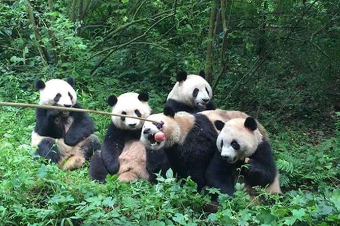 Leshan Buddha + Panda Base or Old Tea House Private Day Tour - Is $99 good value?