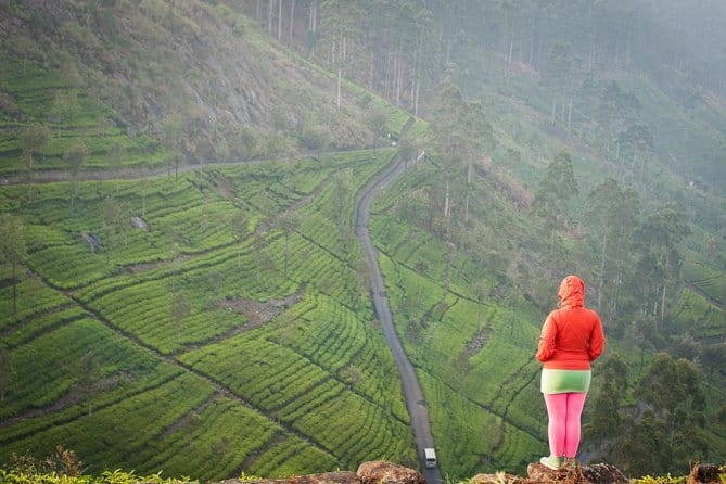 Lipton's Seat and Tea Factory,Trail Amidst Tea Plantation Day Tour - Riding from Ella into tea country