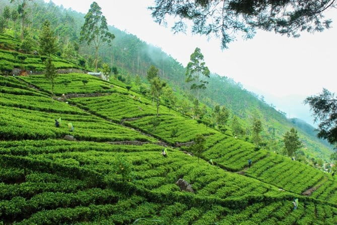 Lipton's Seat and Tea Factory,Trail Amidst Tea Plantation Day Tour - Walking through the tea plantations