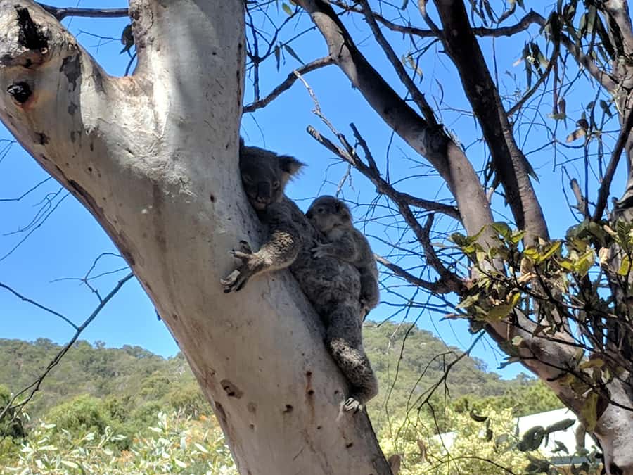 Magnetic Island: Guided Bus Tour with Morning Tea - Geoffrey Bay is the wildlife highlight