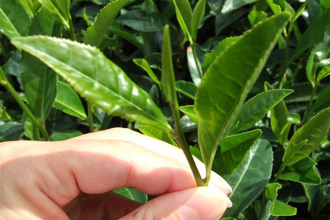 Matcha Green Tea Plantation and Matcha Factory Visit - Why Uji gives this tea tour its meaning