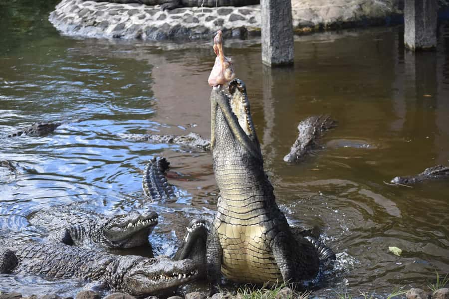 Mauritius: Crocodile Park and Tea Factory Tour with Tasting - Why this pairing works so well