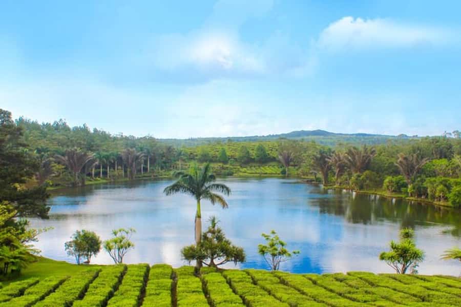 Mauritius: Crocodile Park and Tea Factory Tour with Tasting - The tea production museum fills in the backstory