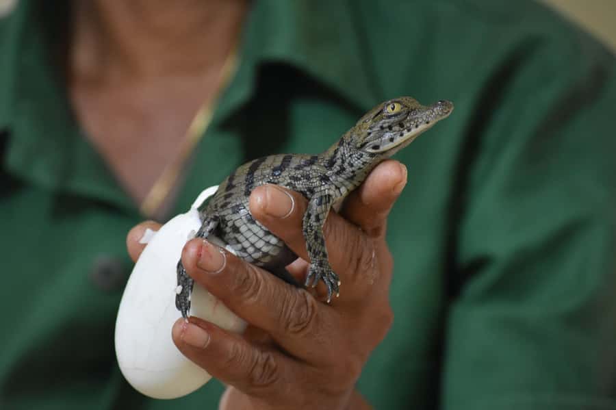 Mauritius: Crocodile Park and Tea Factory Tour with Tasting - Tasting flavored, green, and herbal teas