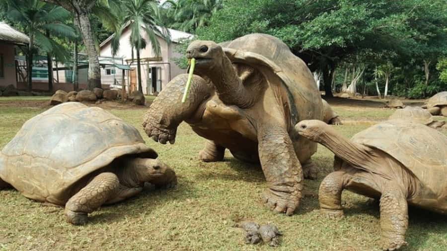 Mauritius: Crocodile Park and Tea Factory Tour with Tasting - Who should book this experience?