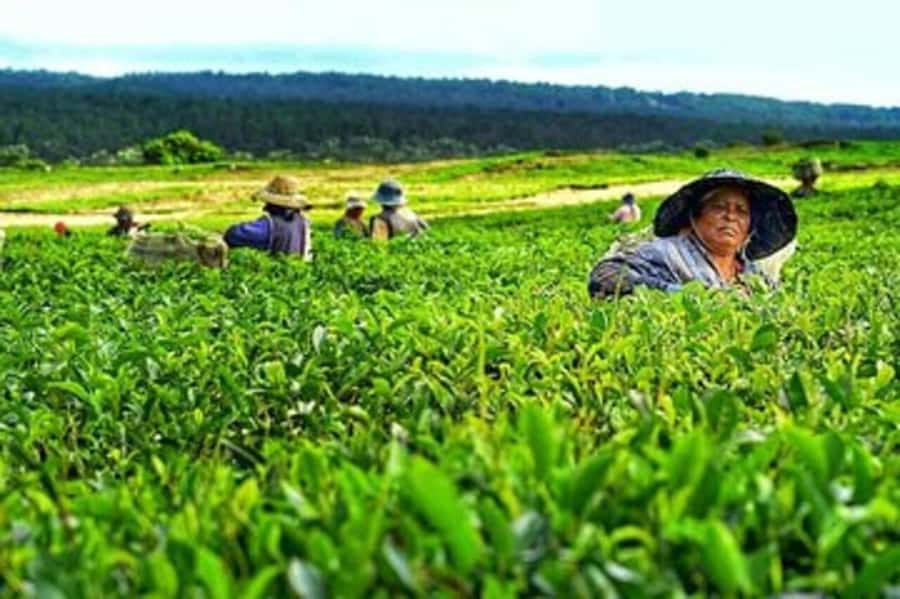 Mauritius: Tea and Sugar Plantation Guided Tour with Lunch - Aubineaux: colonial rooms, camphor trees, and essential oils