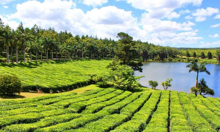 Mauritius: Tea and Sugar Plantation Guided Tour with Lunch - Saint-Aubin brings sugar, vanilla, and rum together