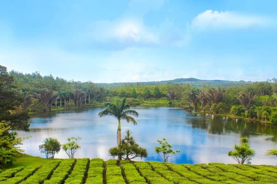 Mauritius: Tea and Sugar Plantation Guided Tour with Lunch - Private guiding is the main reason to pay more
