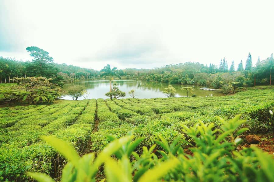 Mauritius: Tea, Rum and Vanilla Route with Lunch and Pickup - Key points at a glance
