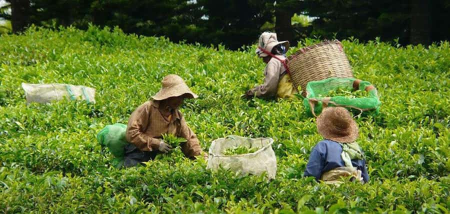 Mauritius: Tea, Rum and Vanilla Route with Lunch and Pickup - Lunch at Saint Aubin and the taste of vanilla