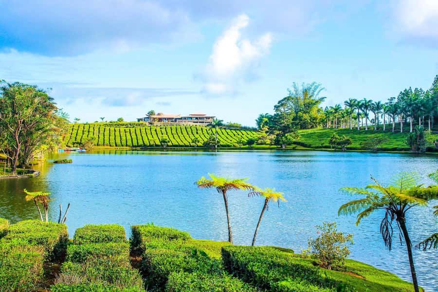 Mauritius: Tea, Rum and Vanilla Route with Lunch and Pickup - What the guiding adds