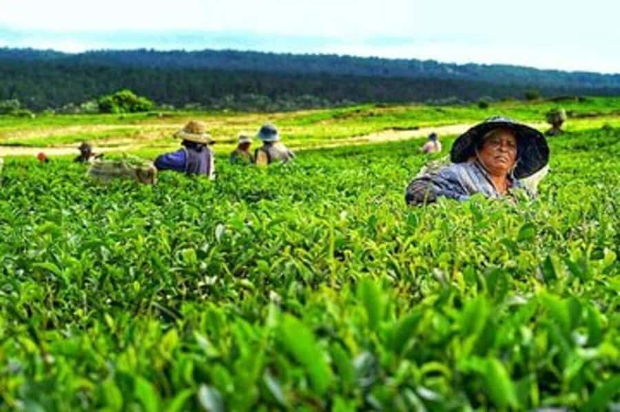 Mauritius: Tea, Rum and Vanilla Route with Lunch and Pickup - Is $310 per person a fair value?