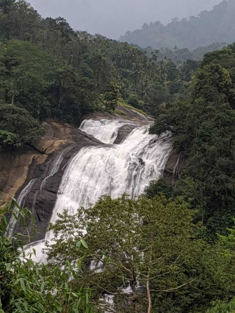 Munnar: Tea Garden and Elephant Safari Trip by 4x4 - What This Munnar Day Trip Really Is