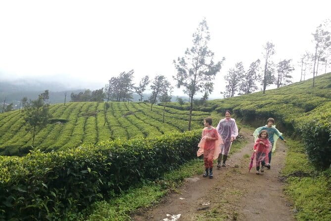 Munnar Tea Plantation Evening walking with Sunset View - The 3:30 pm start through Munnar’s tea country