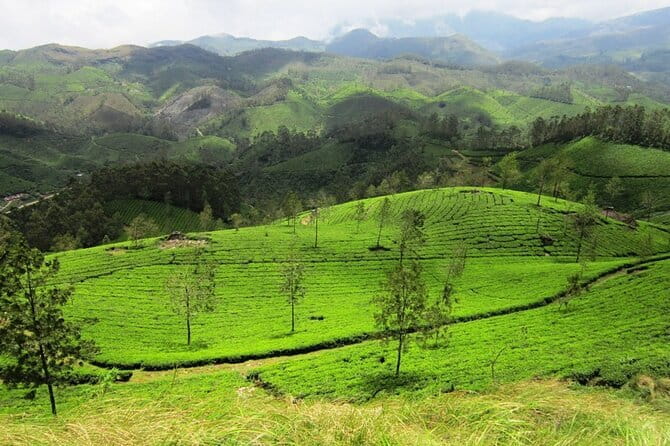 Munnar Tea Plantation Evening walking with Sunset View - Who should book this $8 Munnar trek