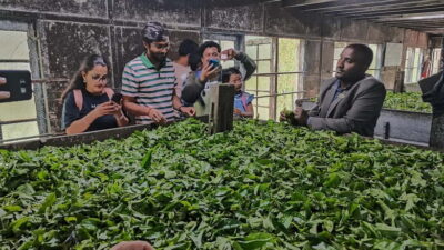 Munnar: Tea trail, Tea Factory, and Tea Tasting Tour