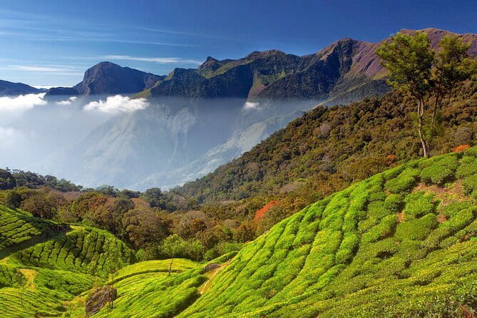 Munnar Tea Trail Tour , Tea factory visit & Tea Tasting - How much value do you get for $14?