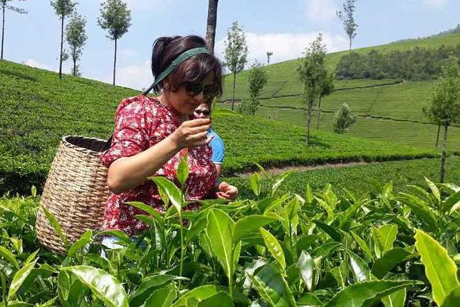 Munnar Tea Trail Tour with Factory Experience ( By Munnar Info) - Key points to know before booking
