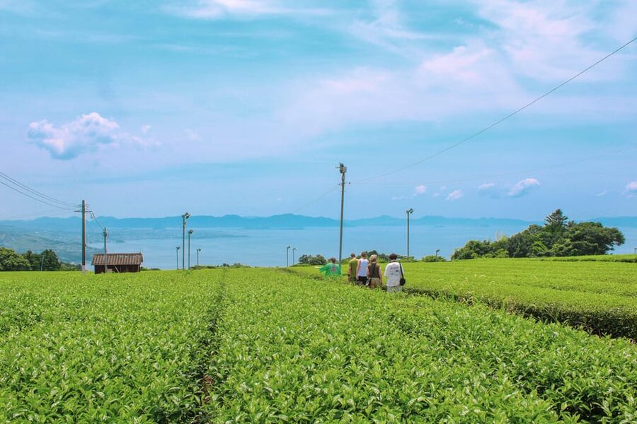 Nagasaki: Explore Japanese Teas on a Tea Tour - Brewing Tea Yourself, Rather Than Just Watching