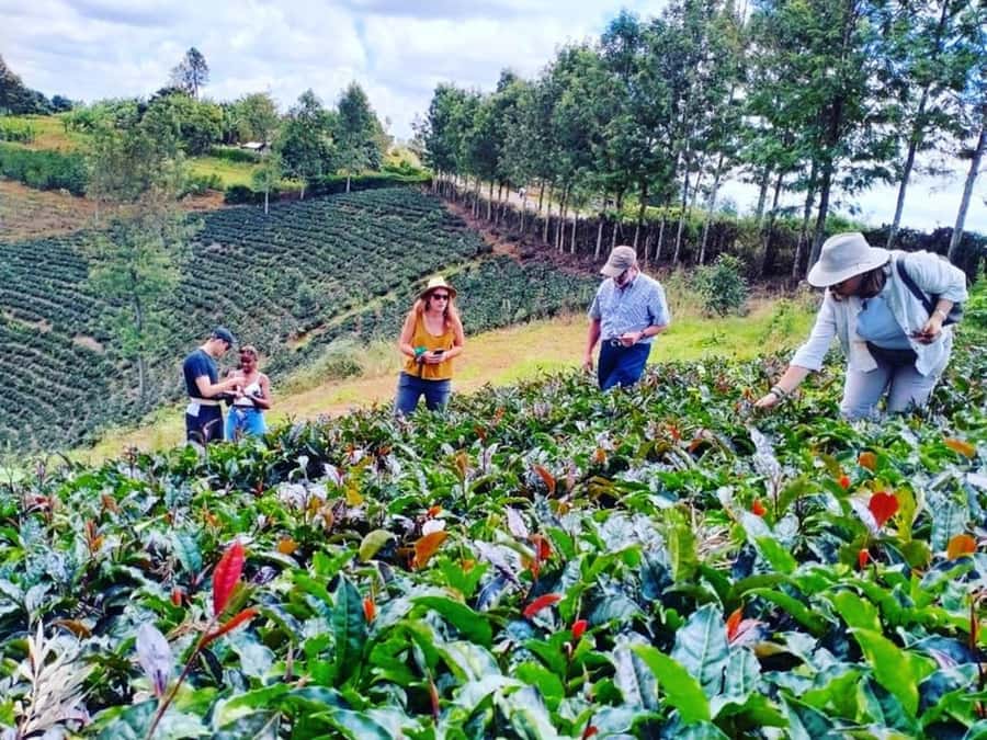 Nairobi: Purple Tea Farm Gatura Greens Day Trip - Why this tea farm makes a good day from Nairobi