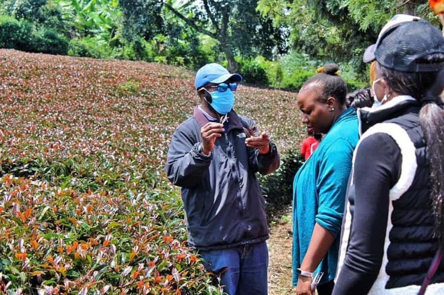 Nairobi: Purple Tea Farm Gatura Greens Day Trip - Picking leaves in the field