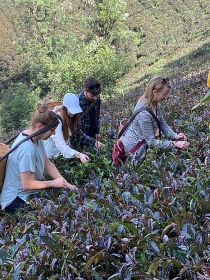 Nairobi: Purple Tea Farm Gatura Greens Day Trip - A farm lunch with tea in the menu