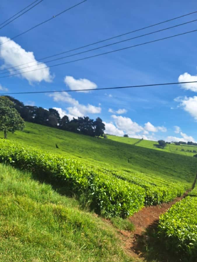 Nairobi: Tea Farm Day Trip with Lunch at kiambethu - Key points at a glance