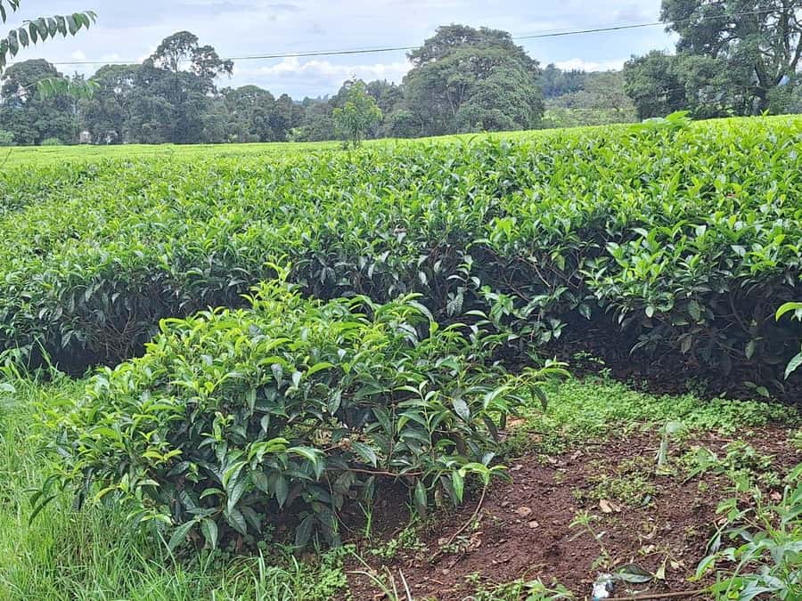 Nairobi: Tea Farm Day Trip with Lunch at kiambethu - The farm story before the tea fields