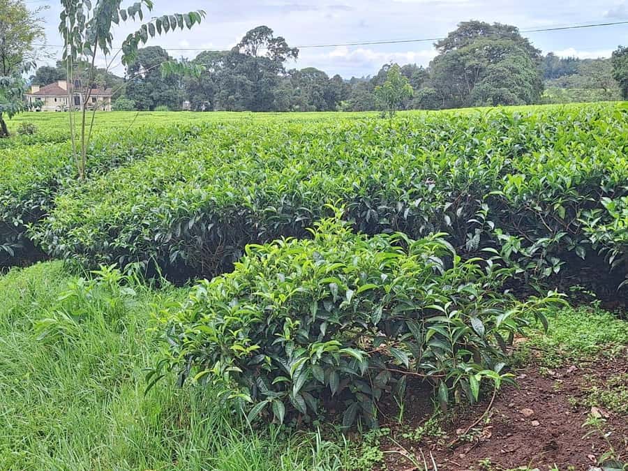 Nairobi: Tea Farm Day Trip with Lunch at kiambethu - Walking through the tea fields